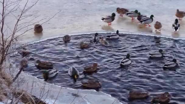 Patos en el lago en invierno — Vídeo de stock