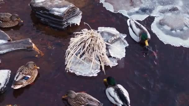 Утки на озере в зимнее время — стоковое видео