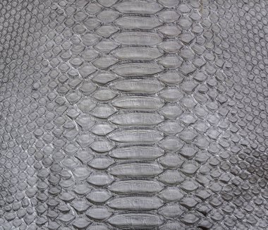 Yılan derisi arkaplanı