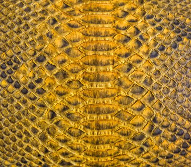 Yılan derisi arkaplanı