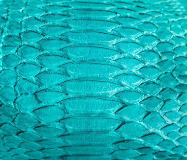 Yılan derisi arkaplanı