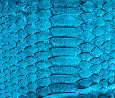 Yılan derisi arkaplanı