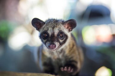 kopi luwak Asya palm civet üretir