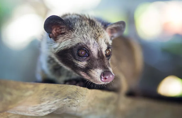 Kopi luwak Asya palm civet üretir — Stok fotoğraf