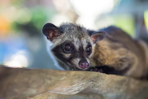 Civet Tapak Asia menghasilkan Kopi Luwak — Stok Foto