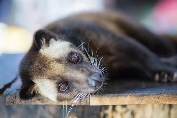 Asian Palm Civet produz Kopi luwak — Fotografia de Stock