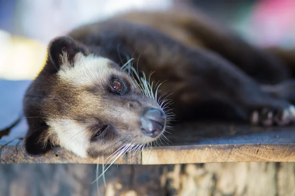 Asian Palm Civet produz Kopi luwak — Fotografia de Stock