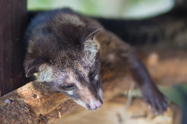 Asian Palm Civet производит Kopi luwak — стоковое фото