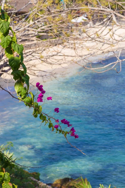 Lembongan island.Indonesia. — Stock Photo, Image