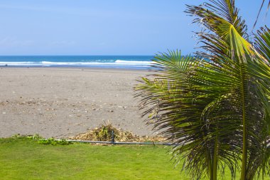 avuç içi ağaç ve masmavi okyanus arka planda bakir kumsal