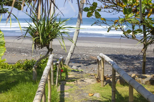 Avuç içi ağaç ve masmavi okyanus arka planda bakir kumsal — Stok fotoğraf