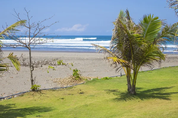 Untouched sandy beach with palms trees and azure ocean in background — Stock Photo, Image