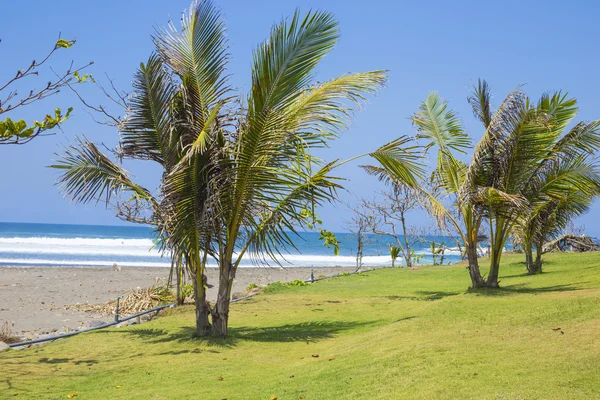 Untouched sandy beach with palms trees and azure ocean in background — Stock Photo, Image