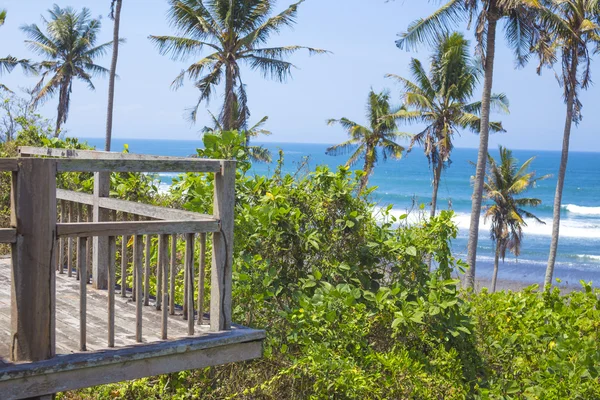 Untouched sandy beach with palms trees and azure ocean in background — Stock Photo, Image