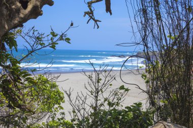 avuç içi ağaç ve masmavi okyanus arka planda bakir kumsal