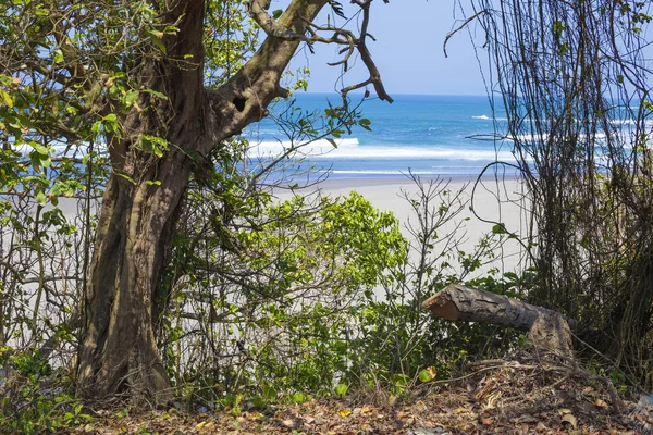 Untouched sandy beach with palms trees and azure ocean in background — Stock Photo, Image