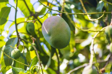 Ağaç bahçe üzerinde yeşil mango.