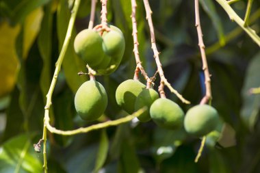 Ağaç bahçe üzerinde yeşil mango.