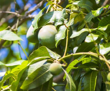 Ağaç bahçe üzerinde yeşil mango.