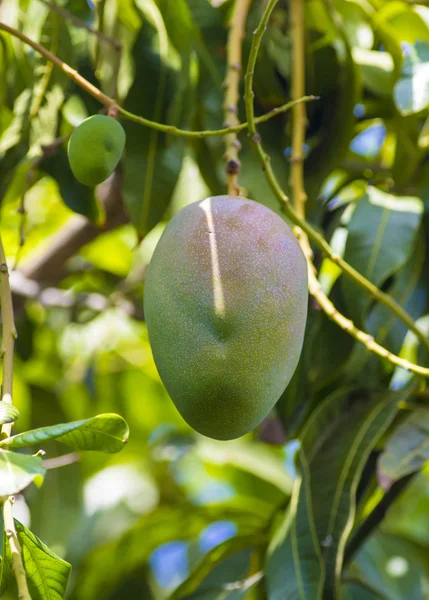 Ağaç bahçe üzerinde yeşil mango.