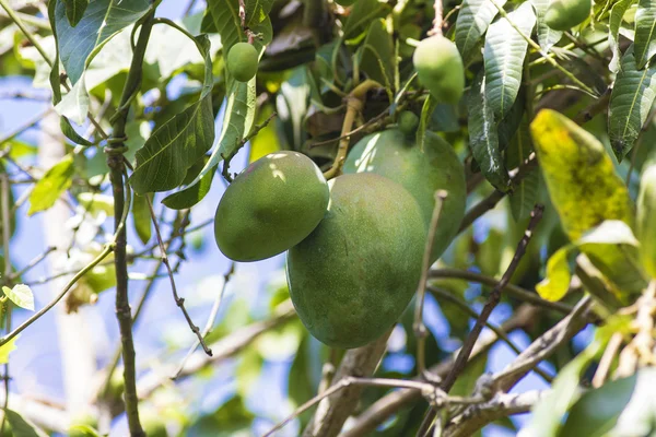 Zielone mango na drzewa w ogrodzie. — Zdjęcie stockowe