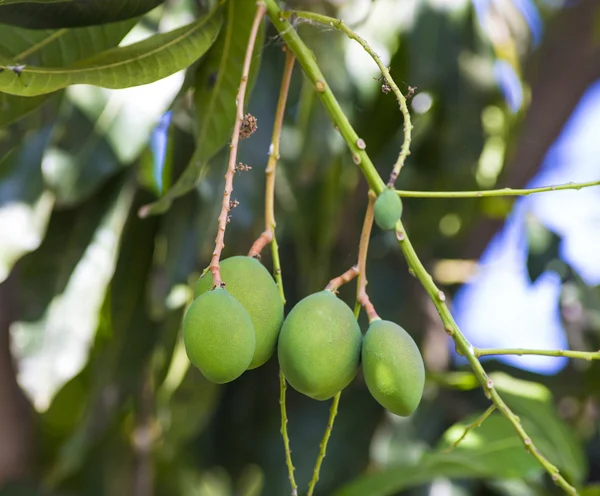 Zielone mango na drzewa w ogrodzie. — Zdjęcie stockowe