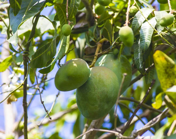 Zielone mango na drzewa w ogrodzie. — Zdjęcie stockowe