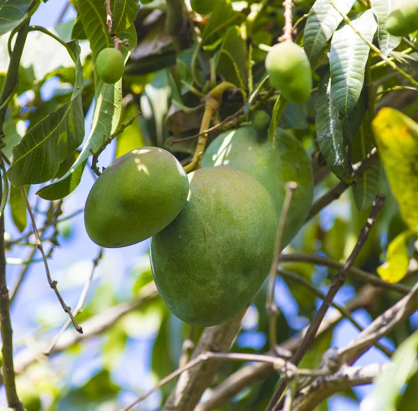 Grøn mango på træ i haven . - Stock-foto