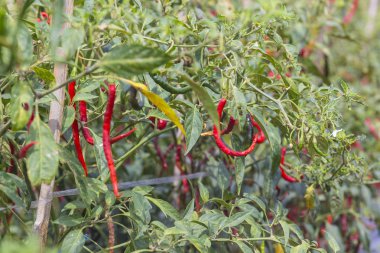 Taze kırmızı biber