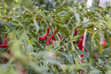 Taze kırmızı biber