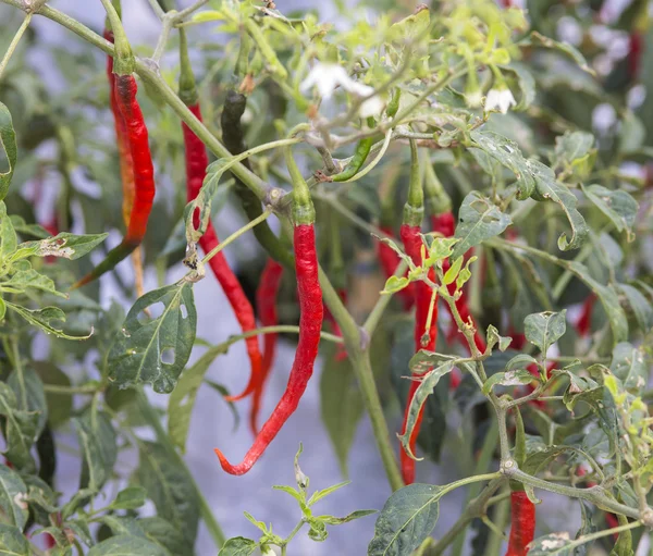 Fresh red chillies — Stock Photo, Image