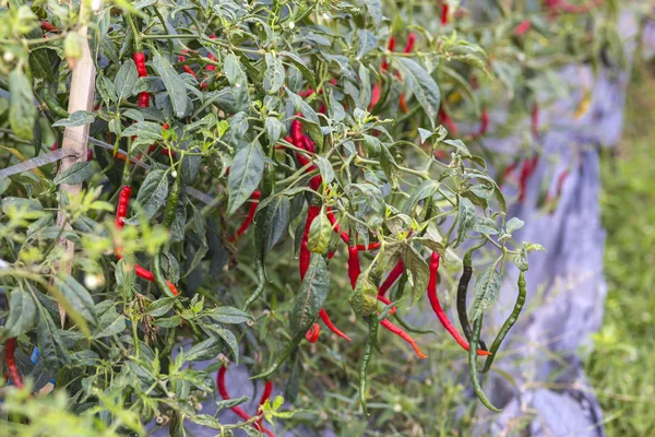 Fresh red chillies — Stock Photo, Image