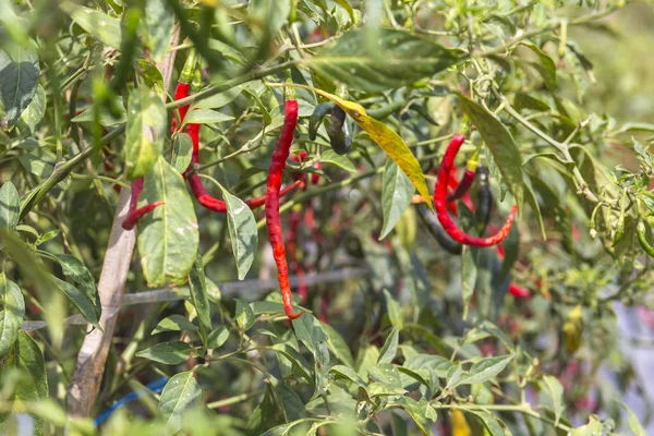 Fresh red chillies — Stock Photo, Image