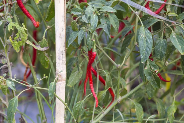 Fresh red chillies — Stock Photo, Image