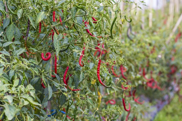 Fresh red chillies — Stock Photo, Image