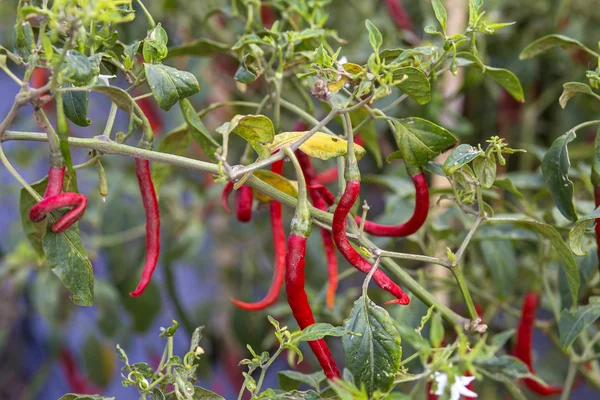Fresh red chillies — Stock Photo, Image