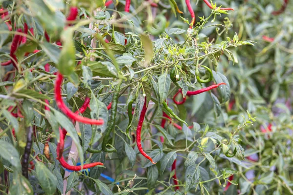 Fresh red chillies — Stock Photo, Image