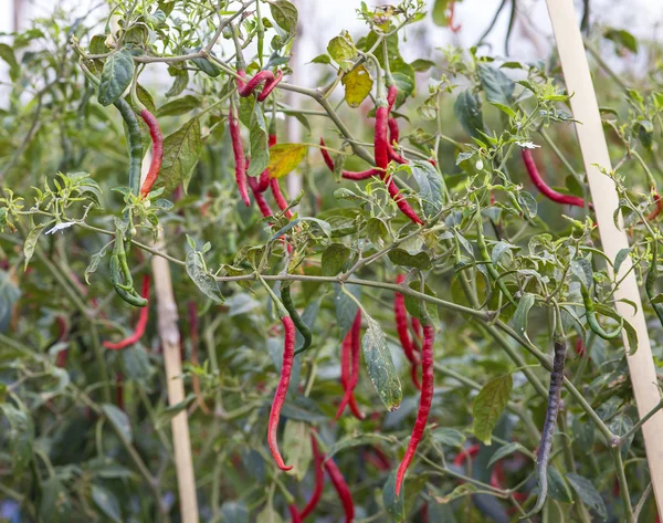 Fresh red chillies — Stock Photo, Image