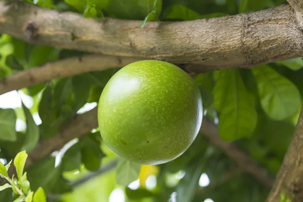 Albero di Pamela con frutti — Foto Stock