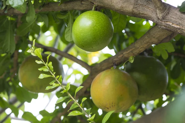 Pamela árbol con frutas —  Fotos de Stock