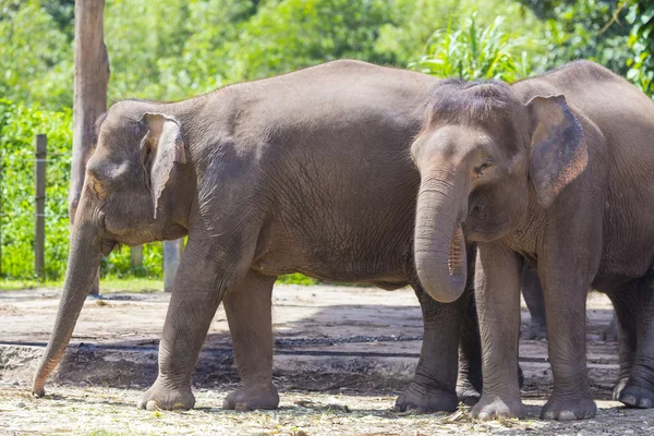 Indische Elefanten — Stockfoto