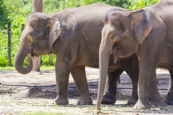 Indische Elefanten — Stockfoto