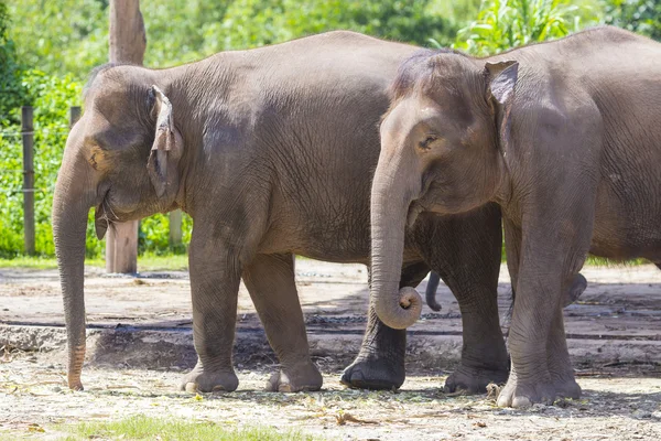 Elefantes indios — Foto de Stock