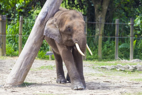 Enfant éléphant indien — Photo