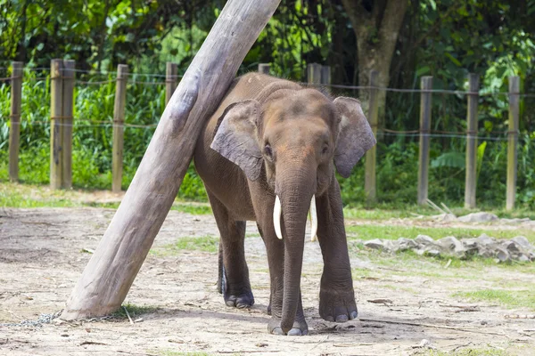 Niño elefante indio — Foto de Stock