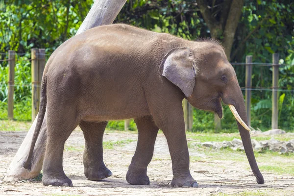 Niño elefante indio — Foto de Stock