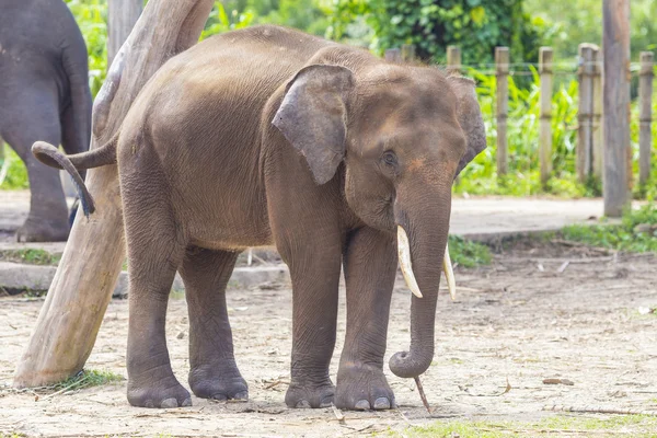 Niño elefante indio — Foto de Stock