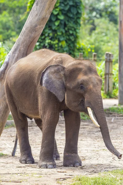 Indische olifant kind — Stockfoto