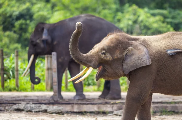 Indische olifanten — Stockfoto