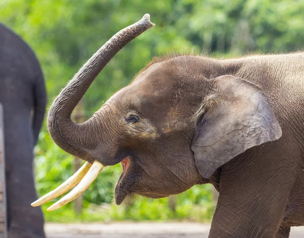 Niño elefante indio — Foto de Stock